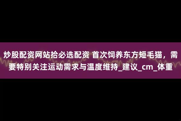 炒股配资网站拾必选配资 首次饲养东方短毛猫，需要特别关注运动需求与温度维持_建议_cm_体重